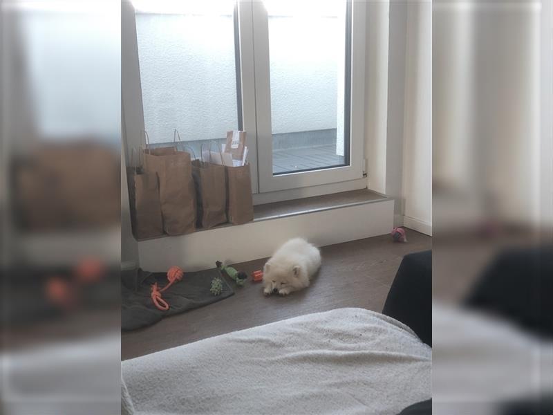 Pomeranian Welpe sucht neues Zuhause