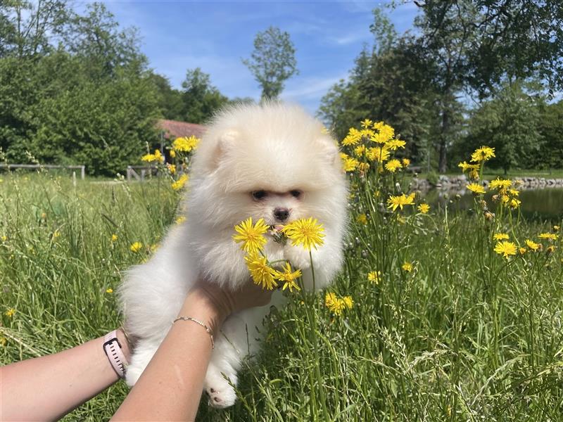 Pomeranian Welpen (Rüden) Boo-Typ