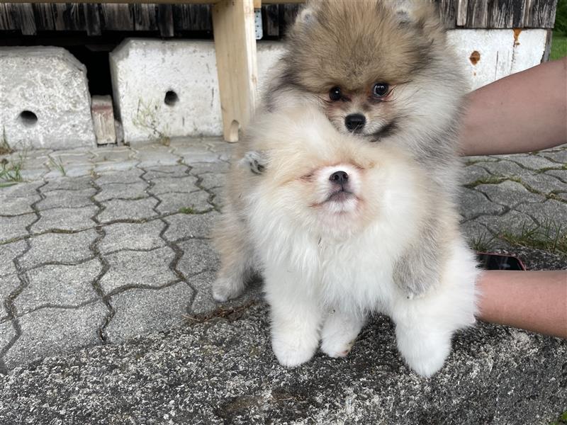 Pomeranian Welpen (Rüden) Boo-Typ