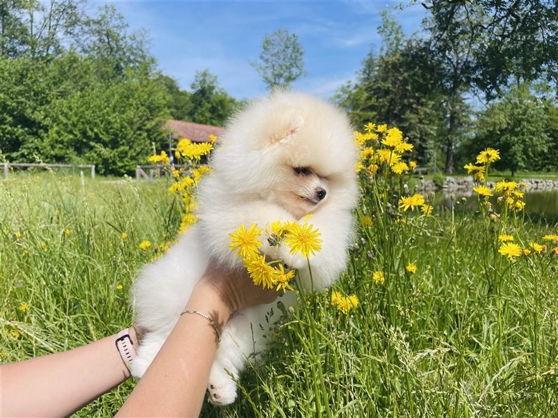 Pomeranian Welpen (Rüden) Boo-Typ