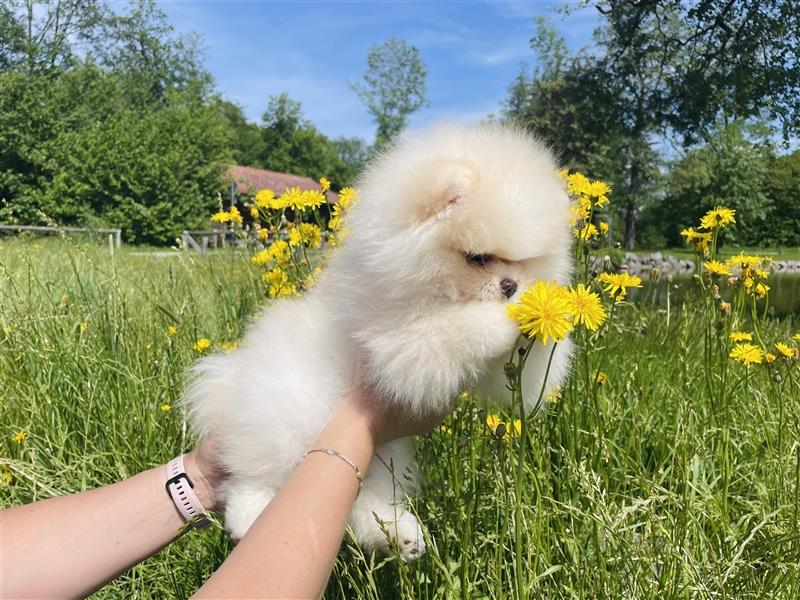 Pomeranian Welpen (Rüden) Boo-Typ