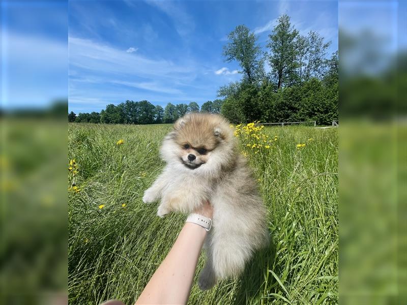 Pomeranian Welpen (Rüden) Boo-Typ