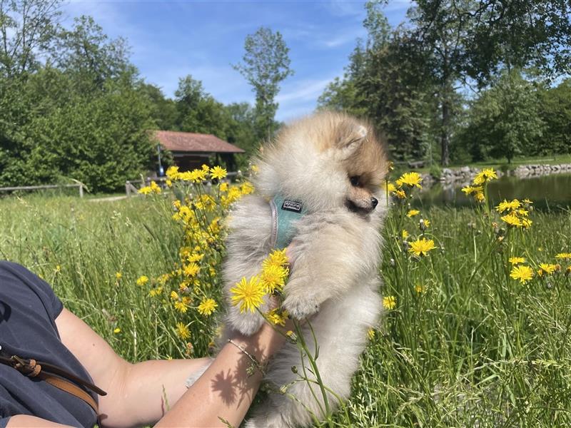 Pomeranian Welpen (Rüden) Boo-Typ