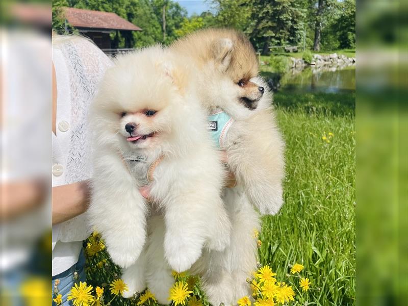 Pomeranian Welpen (Rüden) Boo-Typ