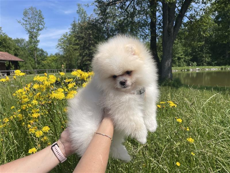 Pomeranian Welpen (Rüden) Boo-Typ