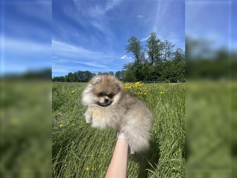 Pomeranian Welpen (Rüden) Boo-Typ