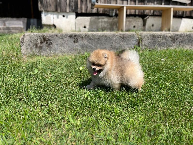 Pomeranian Welpen (Rüden) Boo-Typ