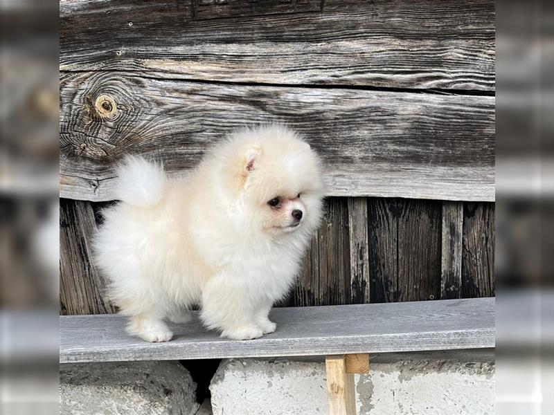 Pomeranian Welpen (Rüden) Boo-Typ