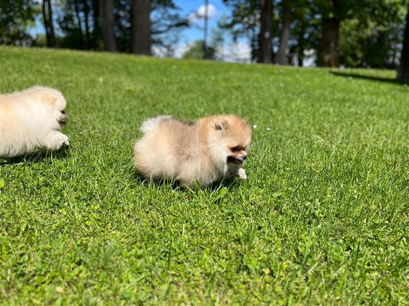 Pomeranian Welpen (Rüden) Boo-Typ