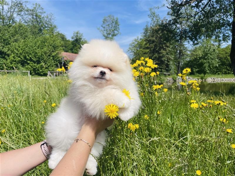 Pomeranian Welpen (Rüden) Boo-Typ