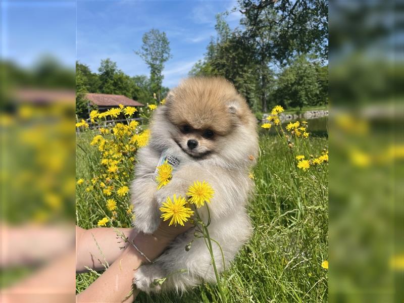 Pomeranian Welpen (Rüden) Boo-Typ