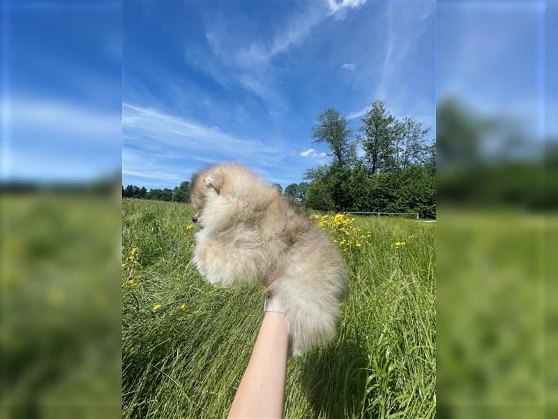 Pomeranian Welpen (Rüden) Boo-Typ