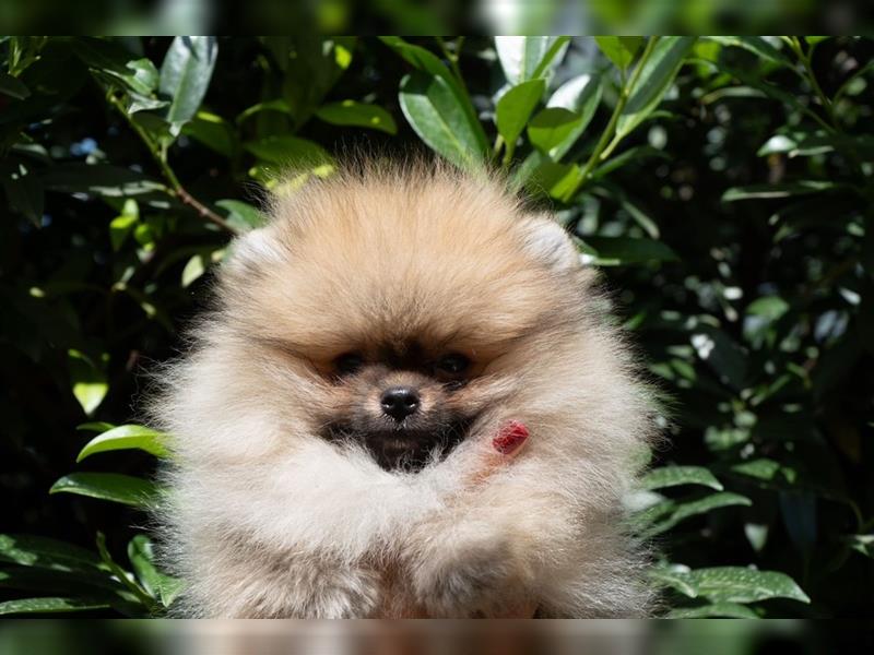 Pomeranian welpen