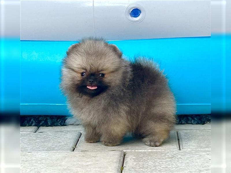 Pomeranian welpen