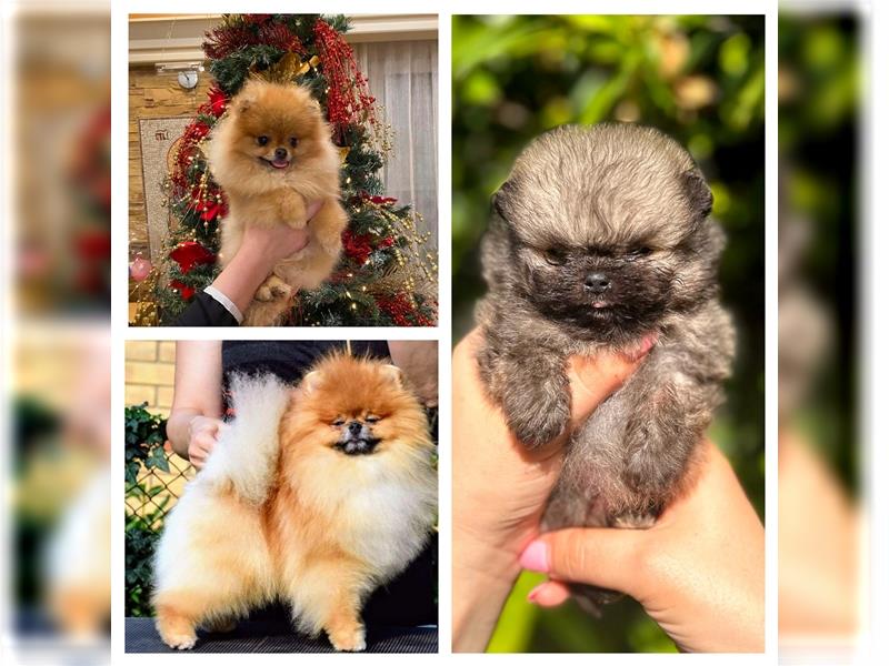 Pomeranian welpen