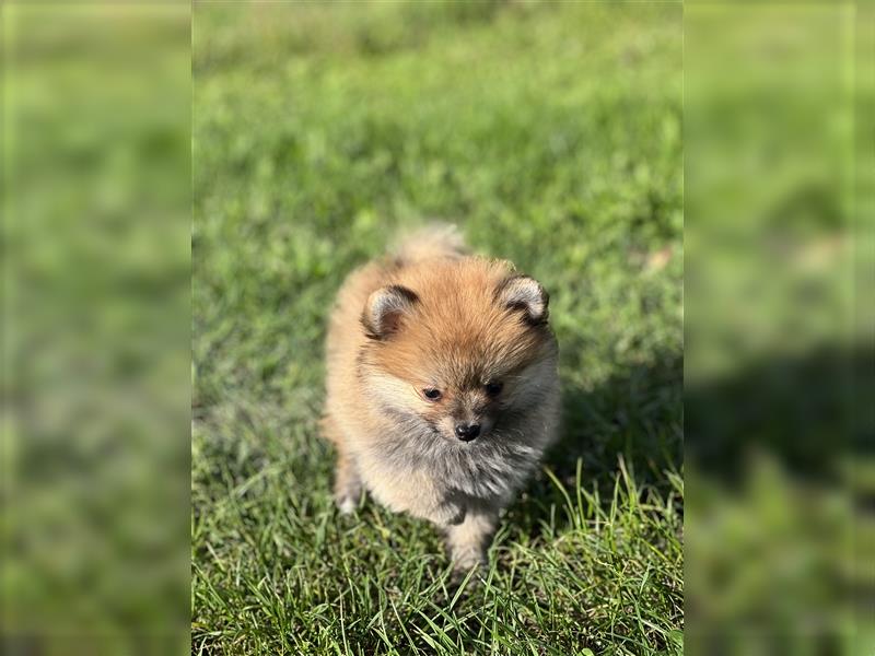 Pomeranian Zwergspitz Welpe