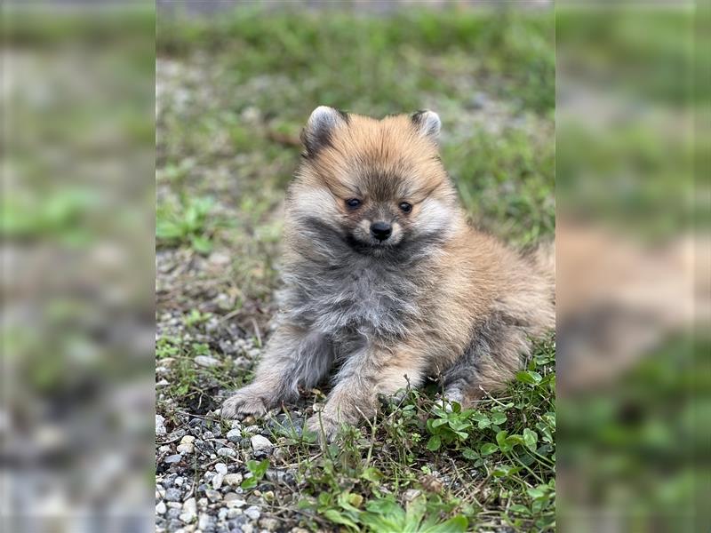 Pomeranian Zwergspitz Welpe