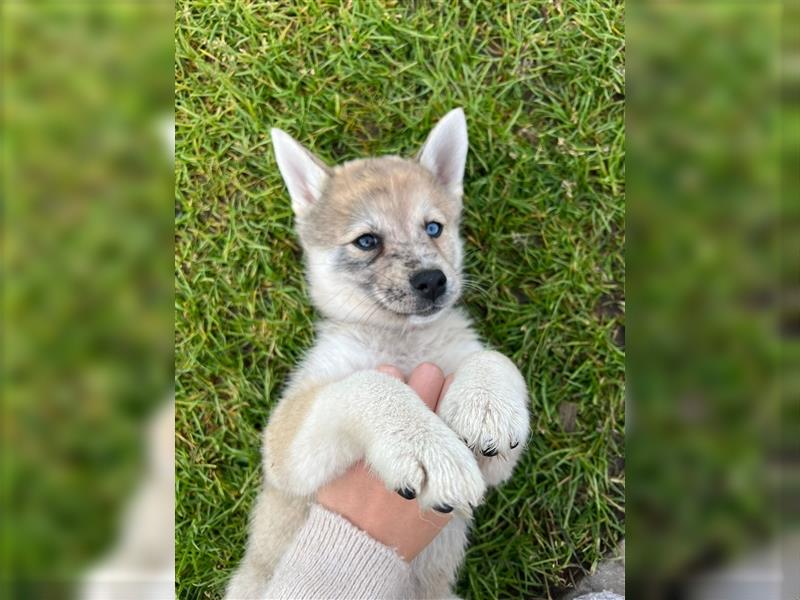 Pomsky zu verkaufen