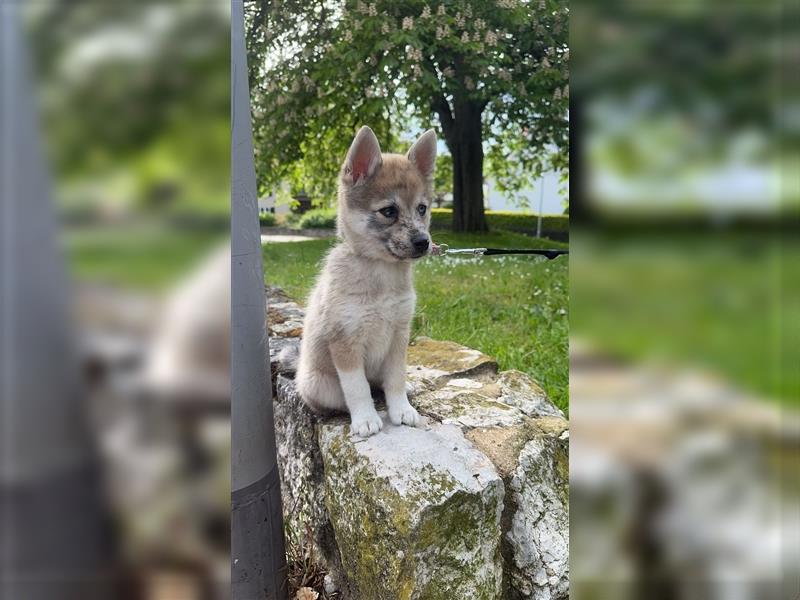 Pomsky zu verkaufen