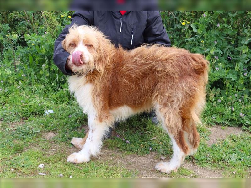 Chester, Mix Podengo / Tibet Terrier, lieb und verträglich