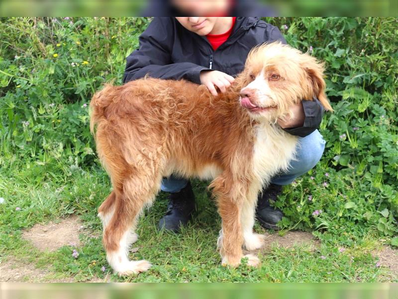 Chester, Mix Podengo / Tibet Terrier, lieb und verträglich