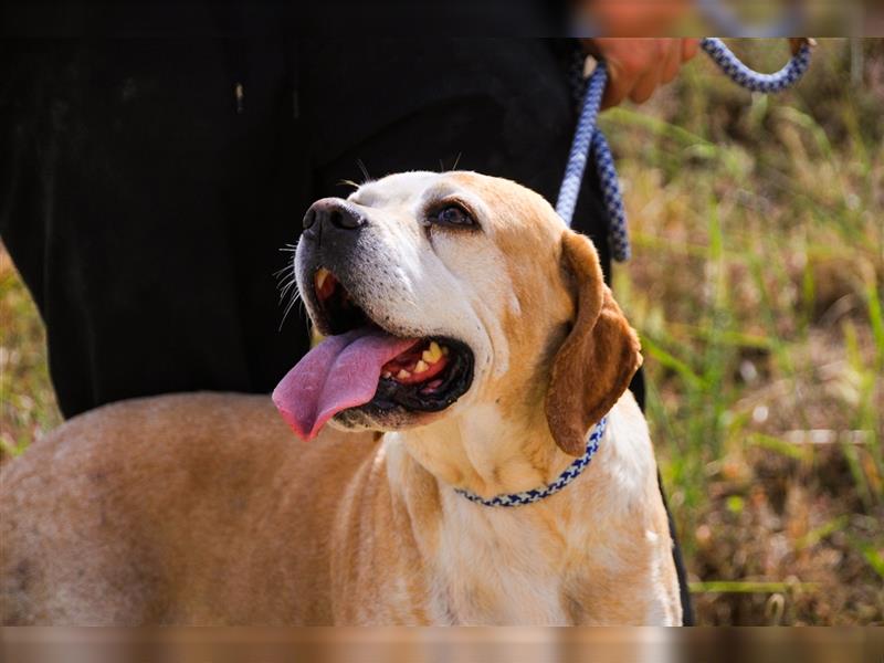 Mutti, Portugiesischer Pointer / Perdigueiro Portugues, lieb und verträglich