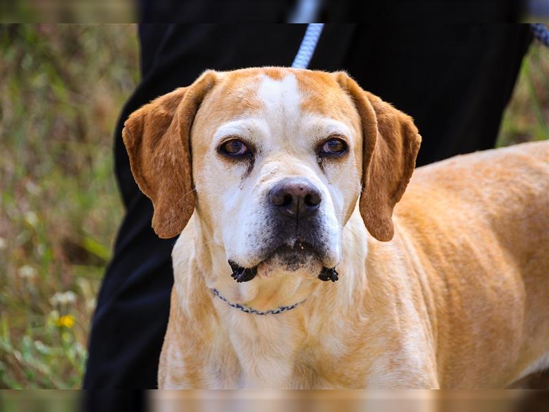 Mutti, Portugiesischer Pointer / Perdigueiro Portugues, lieb und verträglich