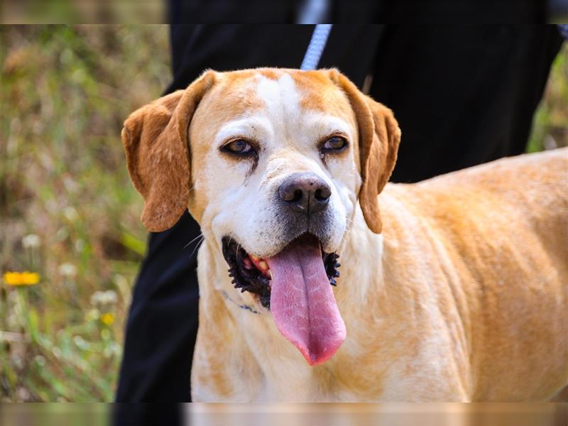 Mutti, Portugiesischer Pointer / Perdigueiro Portugues, lieb und verträglich