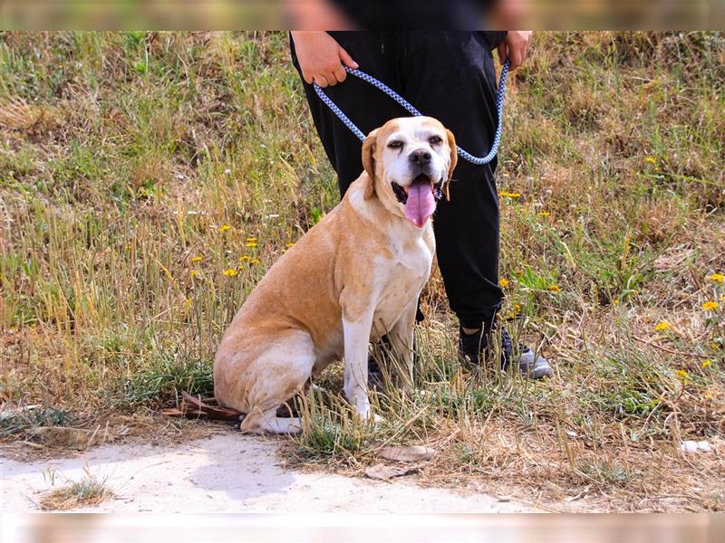 Mutti, Portugiesischer Pointer / Perdigueiro Portugues, lieb und verträglich