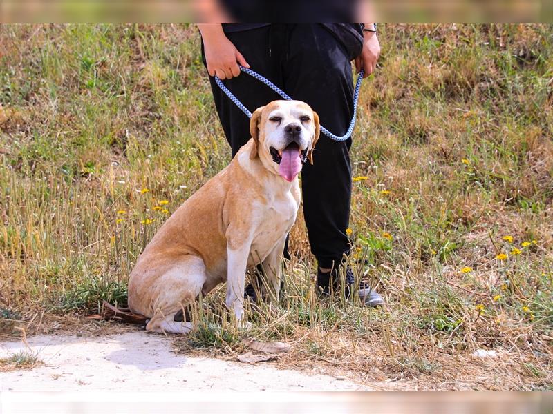 Mutti, Portugiesischer Pointer / Perdigueiro Portugues, lieb und verträglich