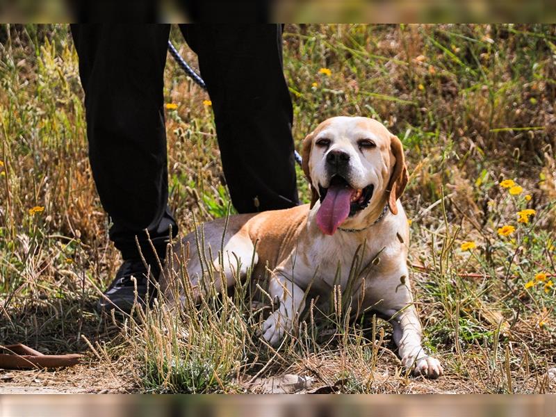 Mutti, Portugiesischer Pointer / Perdigueiro Portugues, lieb und verträglich