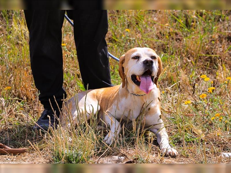 Mutti, Portugiesischer Pointer / Perdigueiro Portugues, lieb und verträglich