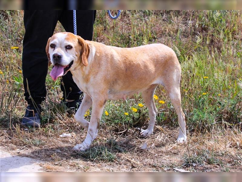 Mutti, Portugiesischer Pointer / Perdigueiro Portugues, lieb und verträglich