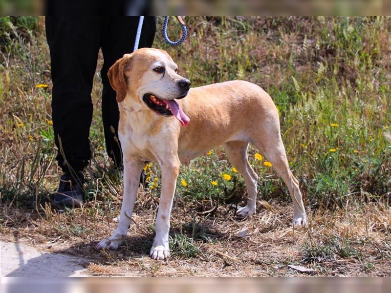 Mutti, Portugiesischer Pointer / Perdigueiro Portugues, lieb und verträglich