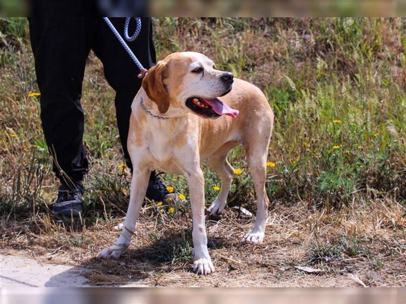 Mutti, Portugiesischer Pointer / Perdigueiro Portugues, lieb und verträglich