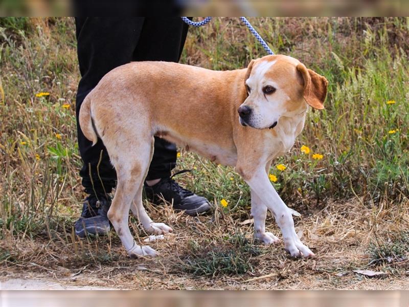 Mutti, Portugiesischer Pointer / Perdigueiro Portugues, lieb und verträglich