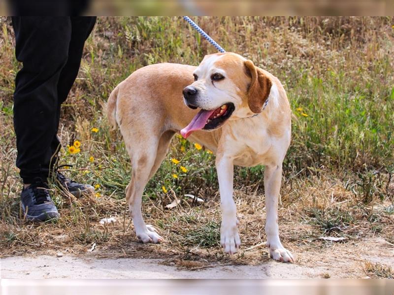 Mutti, Portugiesischer Pointer / Perdigueiro Portugues, lieb und verträglich