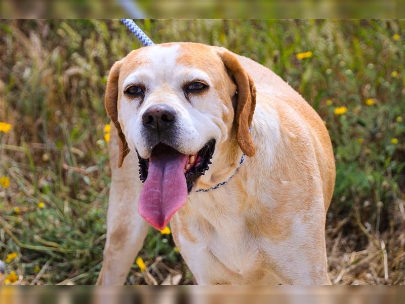 Mutti, Portugiesischer Pointer / Perdigueiro Portugues, lieb und verträglich