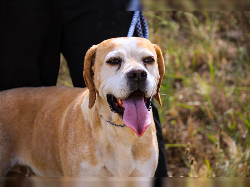 Mutti, Portugiesischer Pointer / Perdigueiro Portugues, lieb und verträglich