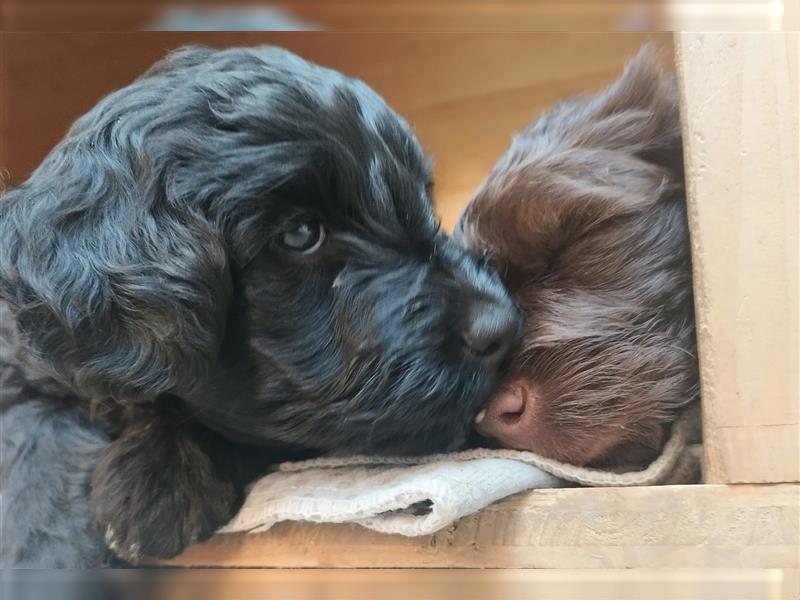 Portugiesische Wasserhund Welpen zu vergeben (für Allergiker geeignet -hypoallergene Hunde)