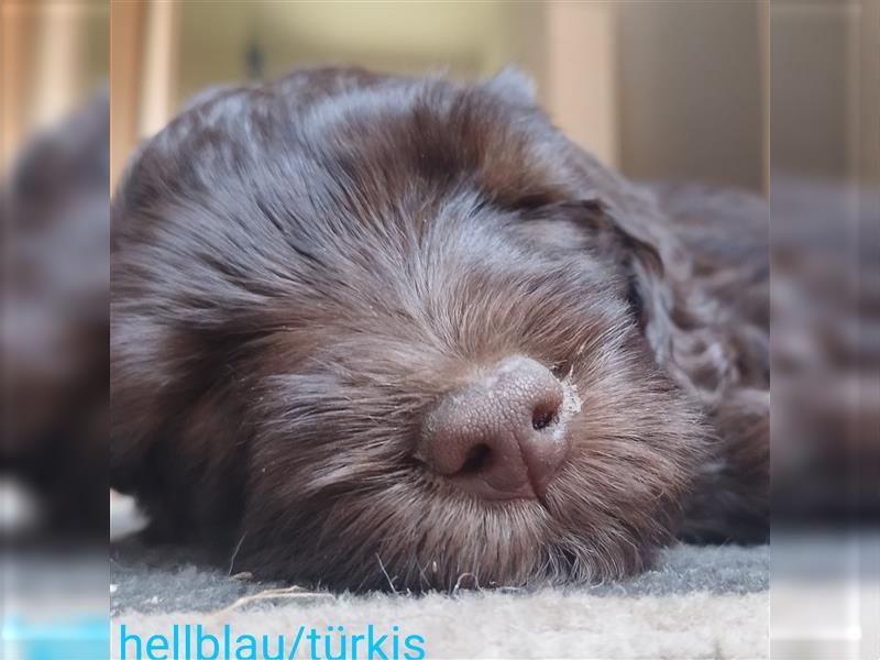 Portugiesische Wasserhund Welpen zu vergeben (für Allergiker geeignet -hypoallergene Hunde)