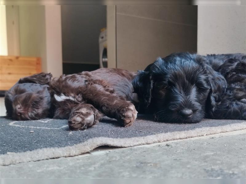 Portugiesische Wasserhund Welpen zu vergeben (für Allergiker geeignet -hypoallergene Hunde)