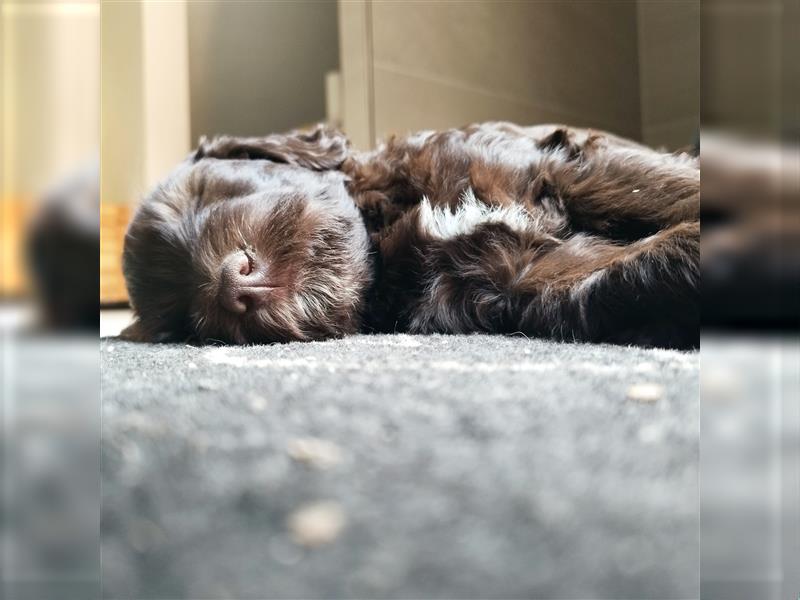 Portugiesische Wasserhund Welpen zu vergeben (für Allergiker geeignet -hypoallergene Hunde)