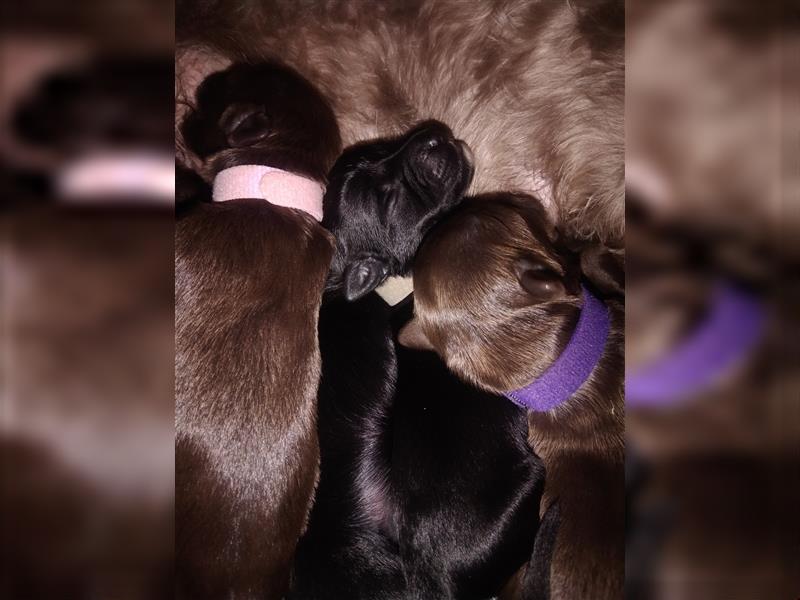 Portugiesische Wasserhund Welpen zu vergeben (für Allergiker geeignet -hypoallergene Hunde)