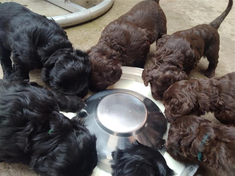 Portugiesische Wasserhund Welpen zu vergeben (für Allergiker geeignet -hypoallergene Hunde)