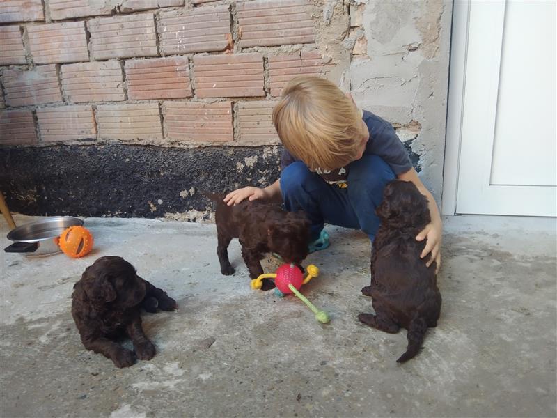 Portugiesische Wasserhund Welpen zu vergeben (für Allergiker geeignet -hypoallergene Hunde)