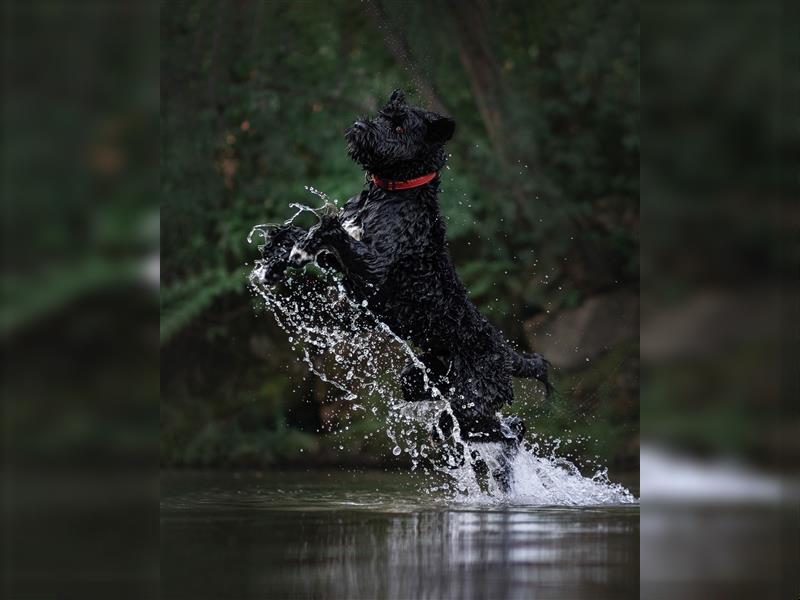 Don Neo Casa Carisma-portugiesischer Wasserhund-Deckrüde