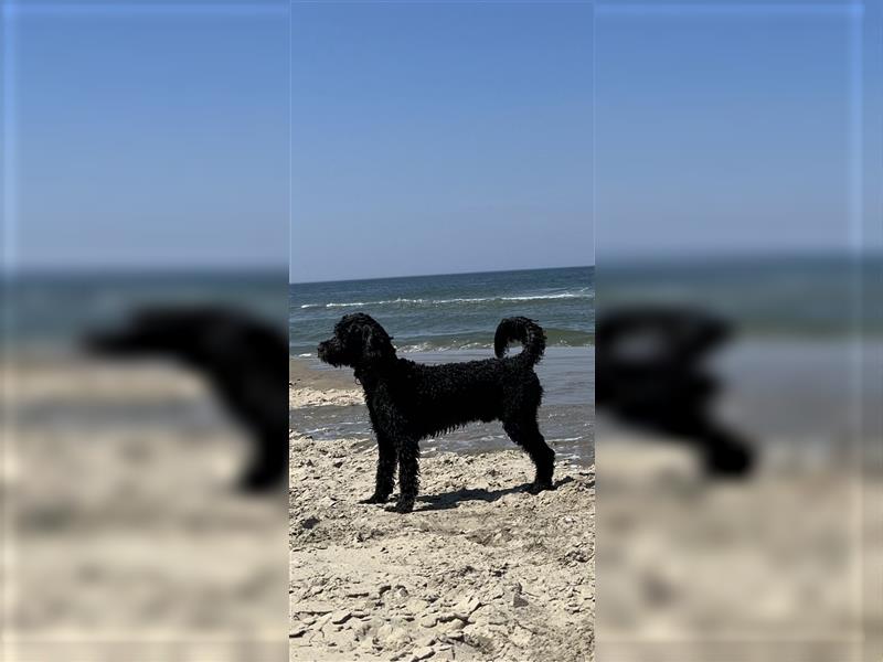 Deckrüde Portugiesischer Wasserhund