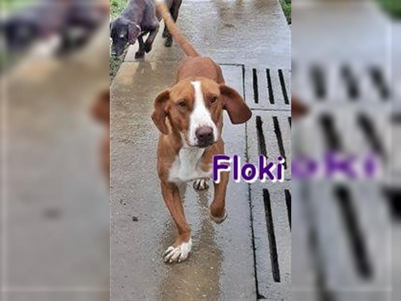 FLOKI - sucht ein Zuhause (derzeit in Zwiesel)