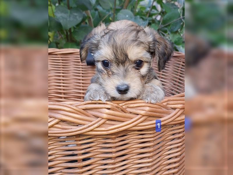 Terrier, Prager Rattler mix welpen zu verkauf